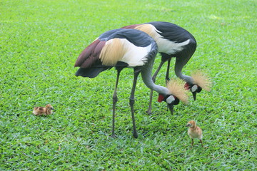 Crowned african bird and family