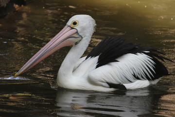 Fototapeta na wymiar Pelicans love to swim