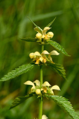 Goldnessel, Lamium galeobdolon