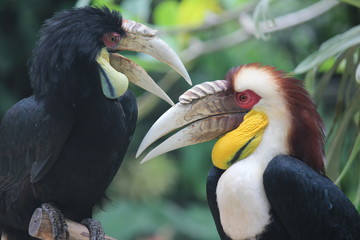 a pair of hornbills