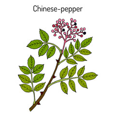 Chinese-pepper, flatspine prickly-ash zanthoxylum simulans , medicinal plant