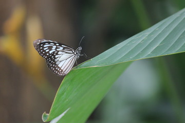 Beautiful butterfly on the leaf