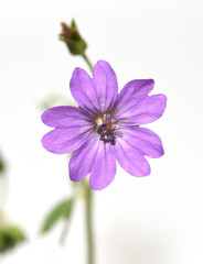 Obraz premium Pyrenaeen-Storchschnabel, Geranium, pyrenaicum