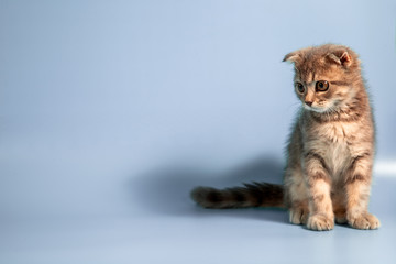 Scottish fold cat breed, age 3 months. Little scottish fold Cat cute ginger kitten in the fluffy pet is feeling happy and cat lovely comfortable . love to animals pet concept .