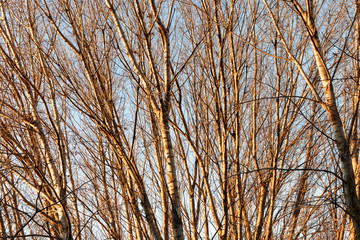 trees in the lake