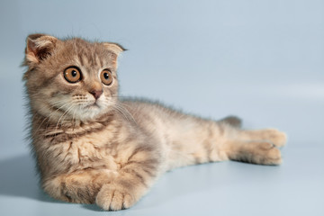 Fototapeta na wymiar Scottish fold cat breed, age 3 months. Little scottish fold Cat cute ginger kitten in the fluffy pet is feeling happy and cat lovely comfortable . love to animals pet concept .