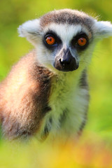 Detail portrait adult ring-tailed lemur