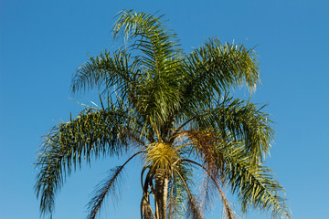 palm tree on background of blue sky