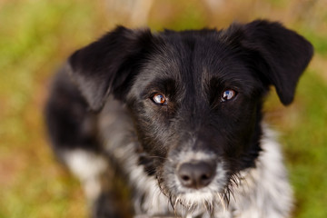 Black dog's muzzle close