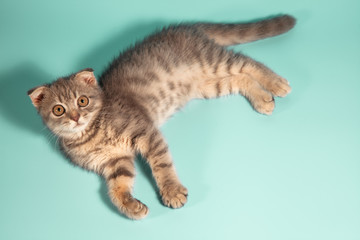 Obraz premium Scottish fold cat breed, age 3 months. Little scottish fold Cat cute ginger kitten in the fluffy pet is feeling happy and cat lovely comfortable . love to animals pet concept .