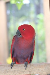 Red parrot combination purple