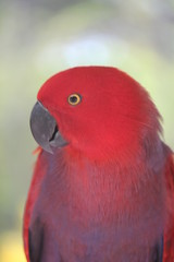 The cute small red parrot