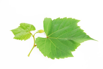 Fototapeta premium natural green grape leaves with veins on a white background