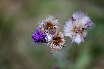 Eine weiße Krabbenspinne auf einer Wildblume