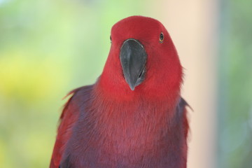 Small Red Parrot with beak