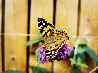 butterfly on flower
