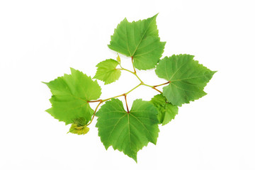 natural green grape leaves with veins on a white background