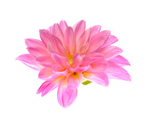 Pink dahlia