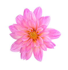 Pink dahlia flower