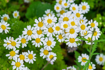 Bright chamomile flowers on a meadow in summer