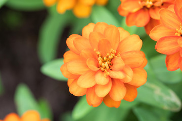 Chrysanthemum Flower are blooming in the park In the morning