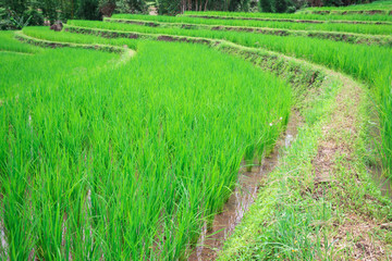 Fototapeta na wymiar The green rice tree is growing In rice fields