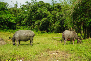 Fototapeta premium Asian buffalo eat grass on the field