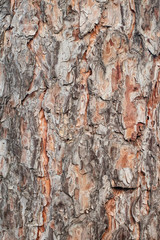 tree bark texture