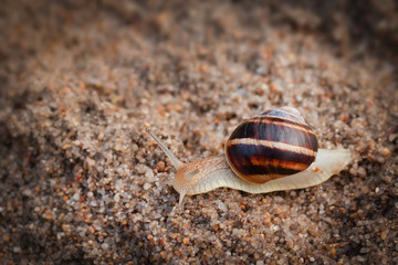 snail creeping after rain