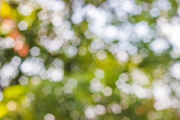 spring bokeh green background