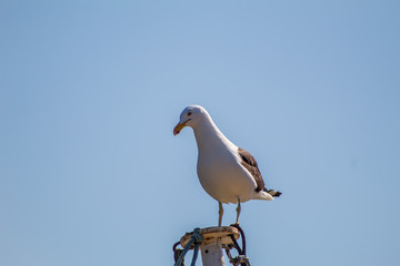 Seagull (Larus dominicanus) isolated with sky background in Peruibe, Brazil