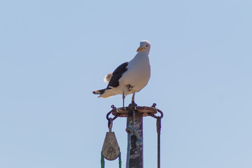 Seagull (Larus dominicanus) isolated with sky background in Peruibe, Brazil