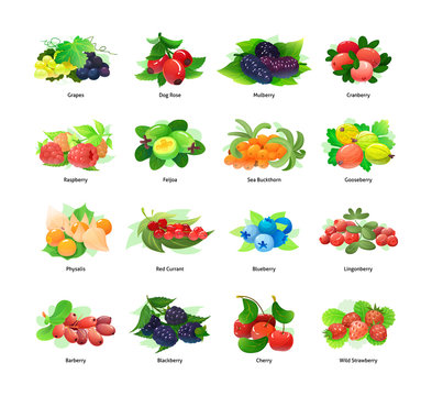 Forest berry and fruit plant. Juicy and fresh grapes mulberry cranberry feijoa raspberry strawberry blackberry blueberry cherry gooseberry physalis lingonberry barberry cherry vector illustration