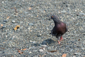浜辺を歩くハト