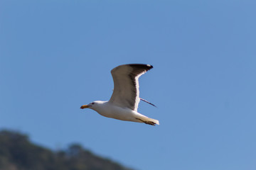 Seagull (Larus dominicanus) flying in Southeast coast of Brazil