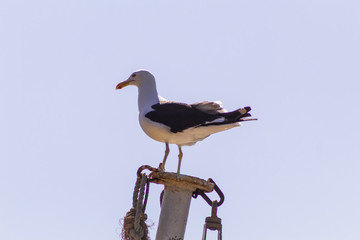 Seagull (Larus dominicanus) isolated with sky background in Peruibe, Brazil