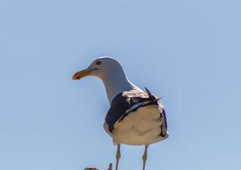 Seagull (Larus dominicanus) isolated with sky background in Peruibe, Brazil