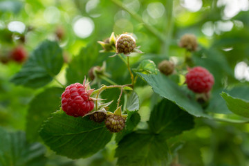 Red, juicy, ripe raspberries in the garden. A bush of ripe and juicy raspberries with green leaves.