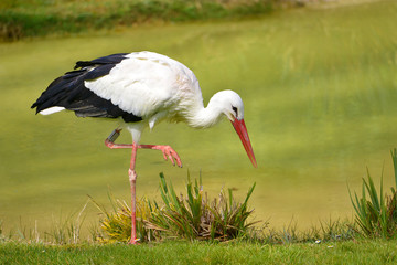 Closeup white stork (Ciconia ciconia) standing on grass, a raised leg, looking for food near of pond - obrazy, fototapety, plakaty
