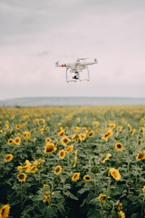 Flying drone over a sunflower field © Danil
