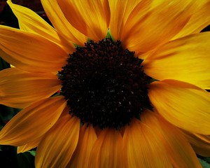 sunflower, close up 