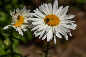 Fototapeta premium Flowering garden large chamomile. Bush chamomile varieties Leucanthus and Alaska.