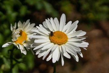 Flowering garden large chamomile. Bush chamomile varieties Leucanthus and Alaska.