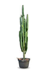 cactus plants isolated on white background
