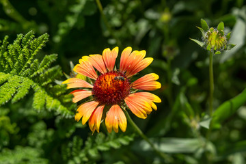 Beautiful orange garden flowers. Flowering in the Park, in the garden of lilies and Cynia.