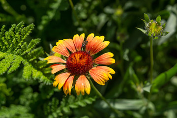 Beautiful orange garden flowers. Flowering in the Park, in the garden of lilies and Cynia.