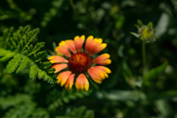 Beautiful orange garden flowers. Flowering in the Park, in the garden of lilies and Cynia.