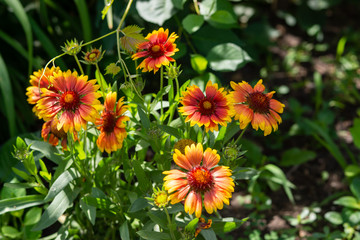 Beautiful orange garden flowers. Flowering in the Park, in the garden of lilies and Cynia.