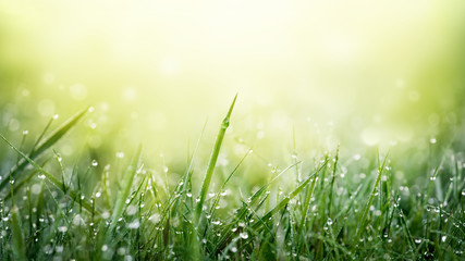 Green grass on meadow field with water drops background.
