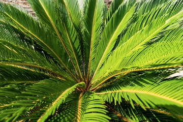 Close-up of a Cycas Revoluta plant. Green leaves in summer, full frame. Liguria, Italy